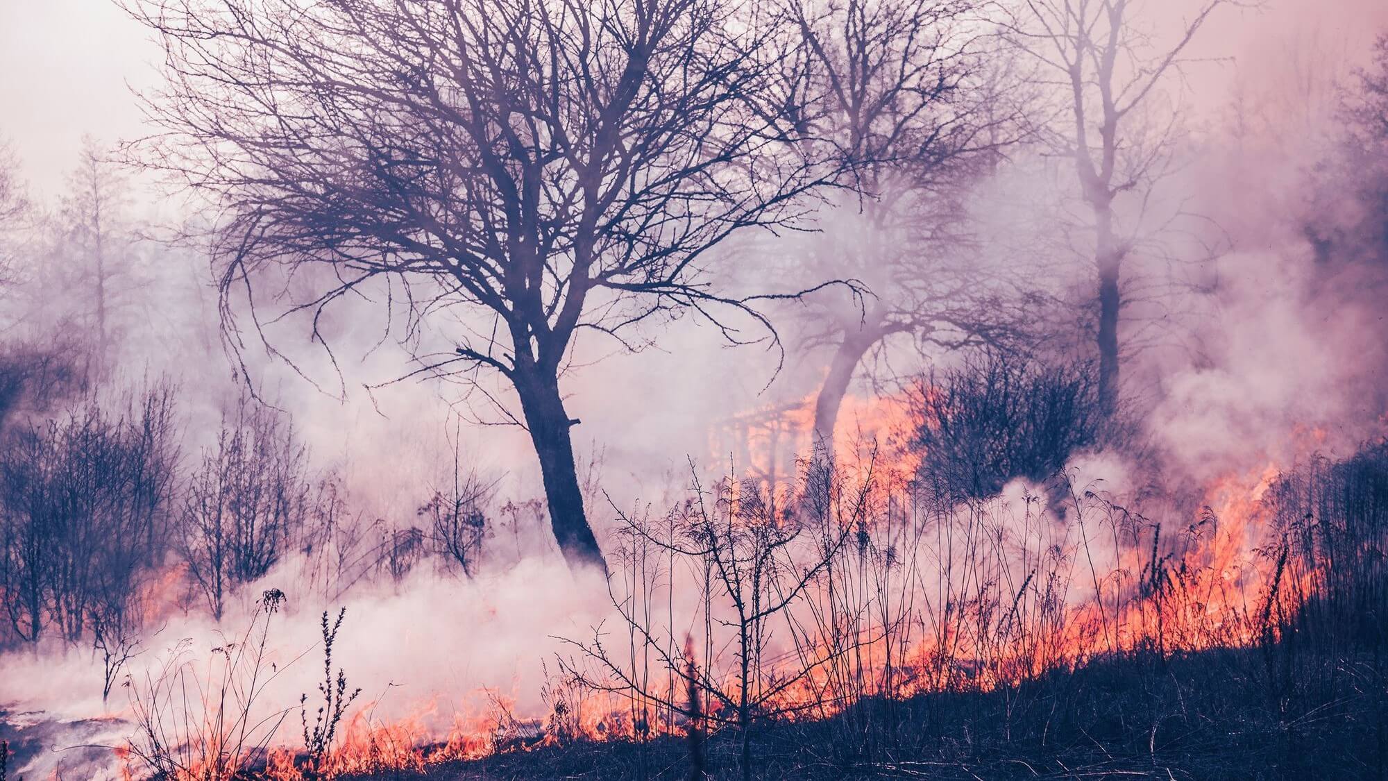 ZestyAI Publishes Data-Driven Look at 2022 Wildfire Season